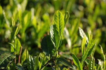 午後の太陽に照らされた日本茶の新芽