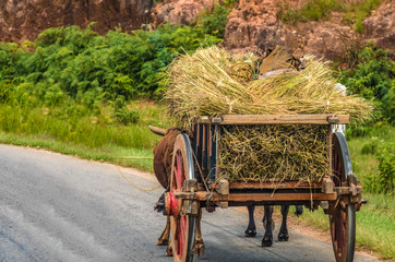 Creative variety of people and goods transport carts either human or zebu (oxen) powered alomng the...