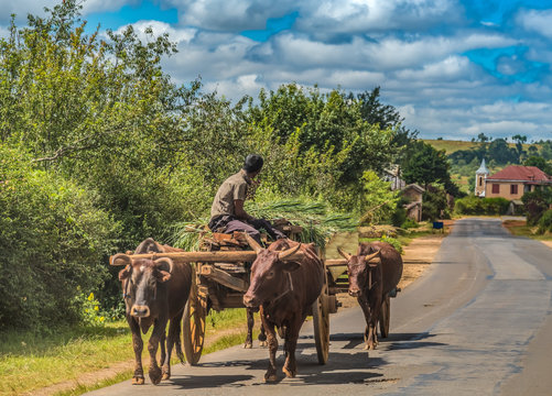 Creative variety of people and goods transport carts either human or zebu (oxen) powered alomng the legendary national route 7, south of Tana., Madagascar,