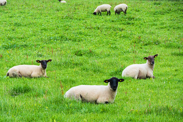 Landscapes of Ireland. Sheep grazing, Galway county
