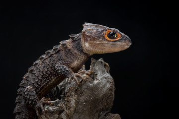 Crocodile Skink Isolated On Black , Tribolonotus Gracilis, Lizard, Gecko