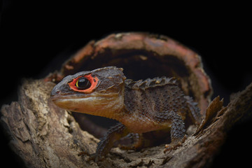 Crocodile Skink Isolated On Black , Tribolonotus Gracilis, Lizard, Gecko