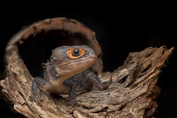 Crocodile Skink Isolated On Black , Tribolonotus Gracilis, Lizard, Gecko