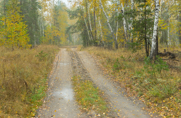 Landscape with sandy road through mixed forest at rainy Autumnal season in Ukraine