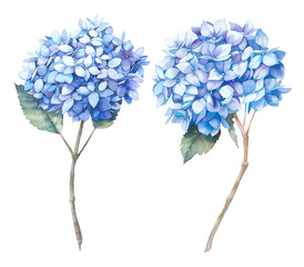 Zestaw akwarela niebieska hortensja. Ręcznie malowane ilustracje botaniczne. Lato kwiaty odizolowywający na białym tle - 203529012