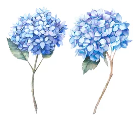 Aquarell blauer Hortensiensatz. Handgemalte botanische Illustrationen. Sommerblumen lokalisiert auf weißem Hintergrund © ldinka