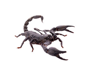 scorpion on white background