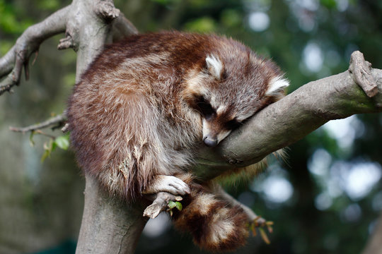 Sleeping raccoon lotor