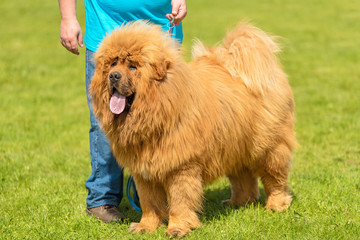Large dog chow-chow in the green park