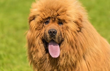 Fototapeta premium Large dog chow-chow in the green park