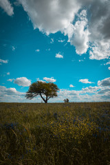 Spring season landscape, La Pampa