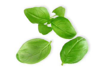 Fresh basil leaves isolated on white background
