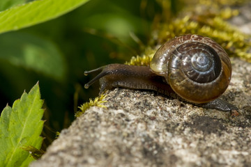 Snail on the Concrete wall in macro close-up