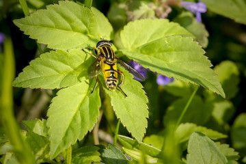 Sun fly hoverfly sitting in a green leaf. helophilus pendulus