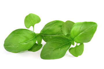 Fresh basil leaves isolated on white background
