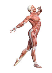 3D Rendering Male Anatomy Figure on White