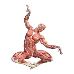 3D Rendering Male Anatomy Figure on White