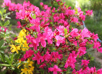 Big pink azalea or rhododendron in a organic garden. Season of flowering azaleas . Azaleas are shade tolerant flowering shrubs in genus Rhododendron.