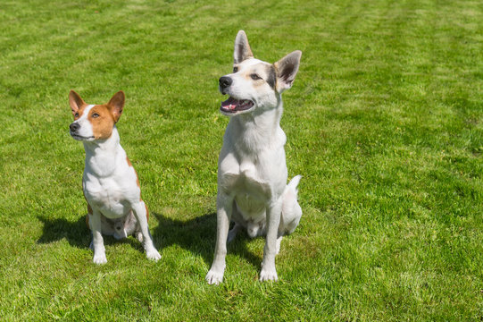 Mature basenji dog and its younger friend mixed breed dog looking attentively up while sitting on a fresh lawn