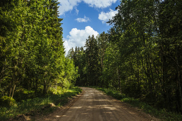 Fototapeta na wymiar Sunny forest road with trees on the sides and cloudy blue sky