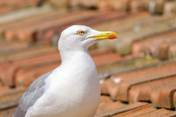 Portrait of seagull on the roof 2