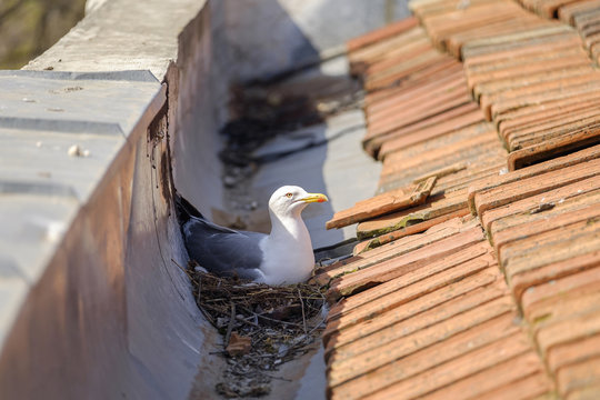 Mother seagull is sitting on the nest 1