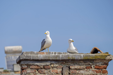 Seagull couple on the roof 2