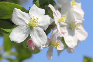 Fototapeta na wymiar Beautiful apple blossom in springtime, Lüneburg Heath, Northern Germany