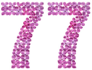 Arabic numeral 77, seventy seven, from flowers of lilac, isolated on white background