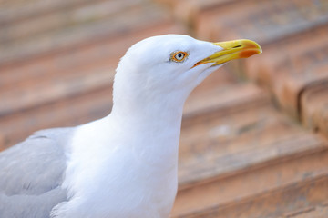 Seagull head Close-up 1