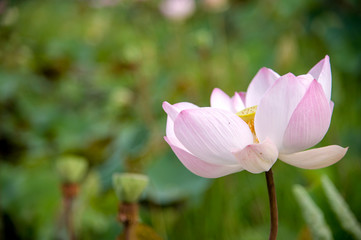 a blooming pink lotus in the pond