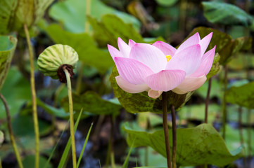 a beautiful pink blooming lotus in the pond