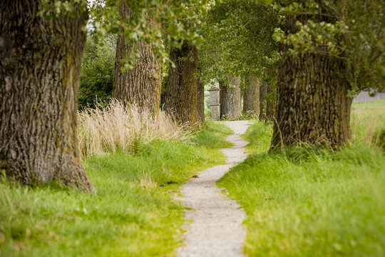 Wanderweg - Radweg durch eine Allee