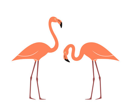 Flamingo set. Isolated flamingo on white background