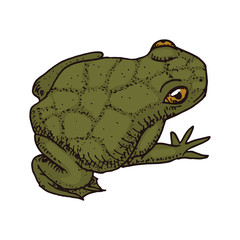Anuran, hoptoad or toad. Tropical Amphibian. Wild animal. Engraved hand drawn in old vintage sketch. Vector illustration.