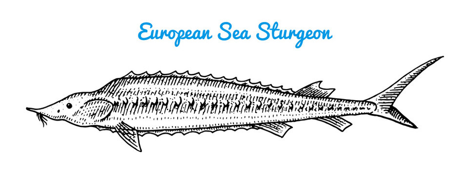 River and lake fish. European sea sturgeon. Sea creatures. Freshwater aquarium. Seafood for the menu. Engraved hand drawn in old vintage sketch. Vector illustration. Symbols of the ocean.