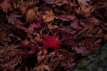 落ち葉のルーキー