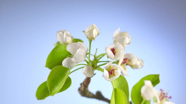Apple tree flowers blooming closeup. Gardening concept. Blossoming apple tree. Time lapse. 4K UHD video 3840X2160