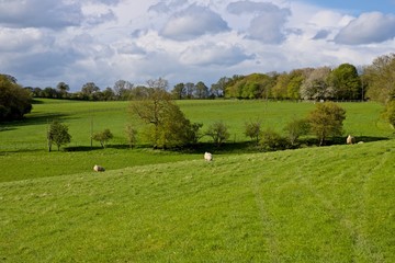 Sheep on the fields
