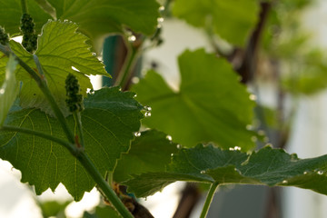 Drops of morning dew and a green grape leaf