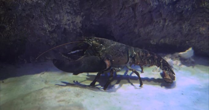 alaska lobster is swimming in an aquarium