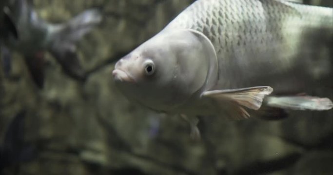  Fish giant gourami. Fish giant gourami swims in a large aquarium. Fish giant gourami swim in the water.