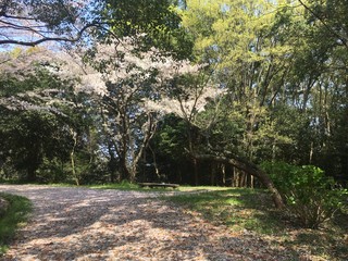 春の遊歩道と桜