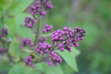Obraz premium Lilac blossoms on branch in springtime. Common lilac or Syringa vulgaris in the garden