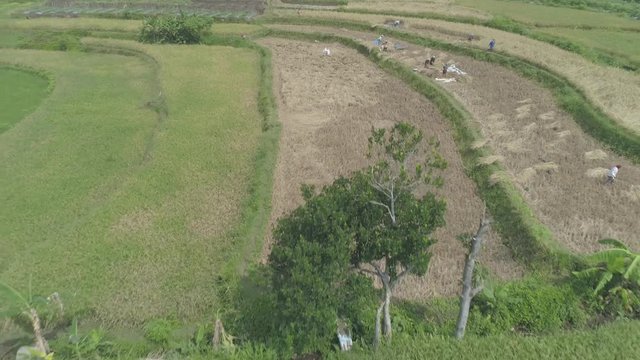 Beauty aerial footage of harvesting rice field,  Yogyakarta, Indonesia - April 2018