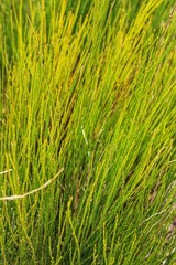Equisetum Arvense plant texture