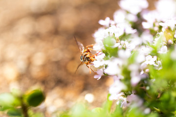 花の蜜を集める蜂