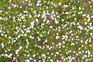 Obraz na płótnie Canvas Spring background. White fallen flower petals on green grass.