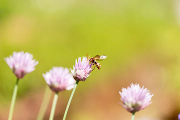 花の蜜を集める蜂