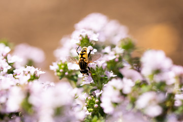 花の蜜を集める蜂